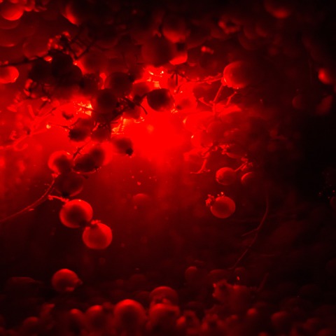 Creating Games with Python Ani Kocharyan - Creating Games with Python