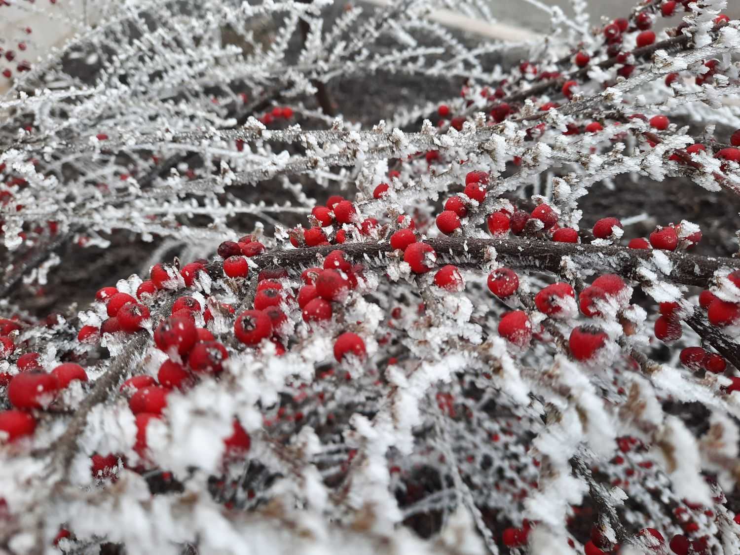February in Stepanakert hovhannes sargsyan1 - February in Stepanakert