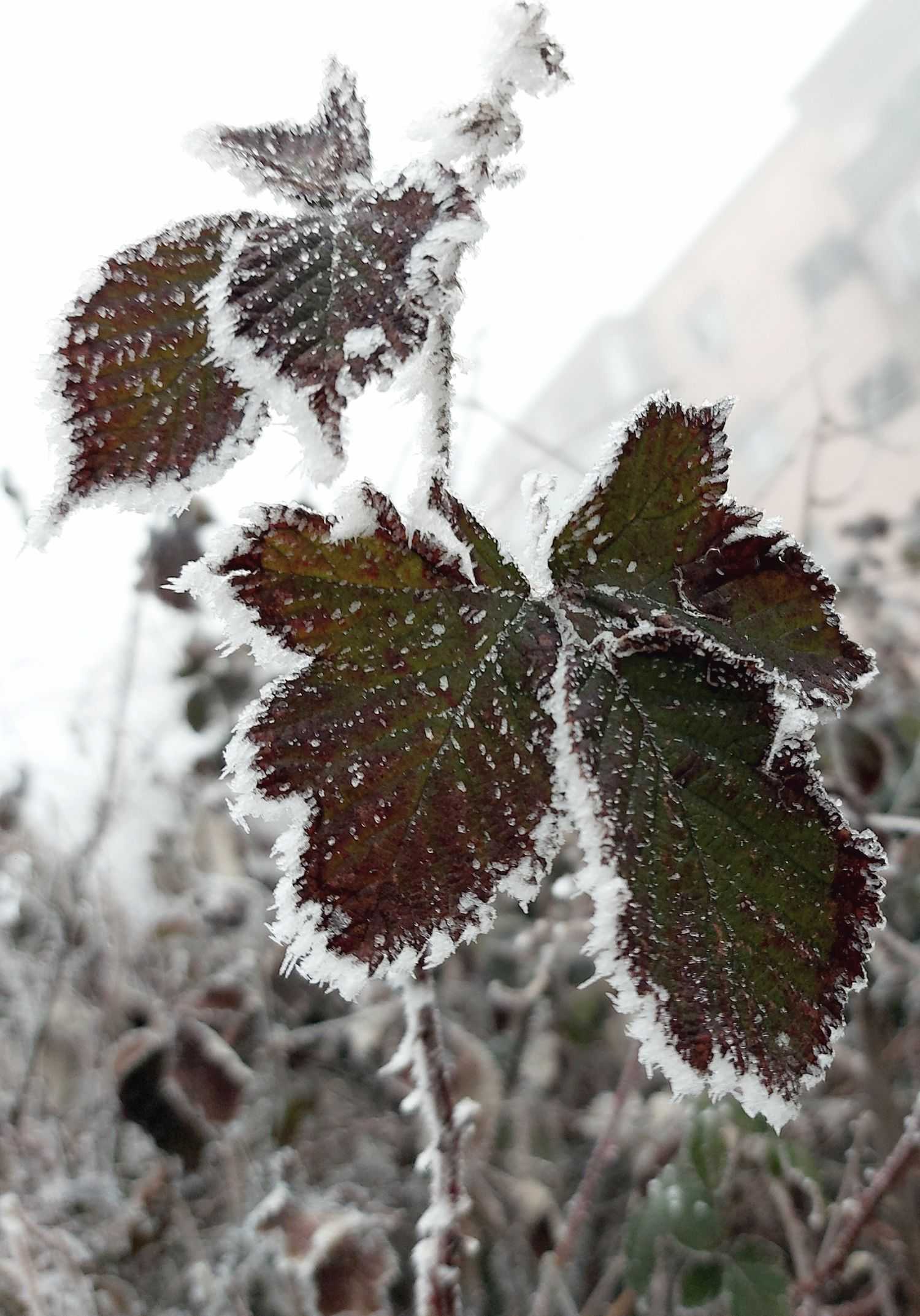 February in Stepanakert nora gabrielyan1 1 - February in Stepanakert