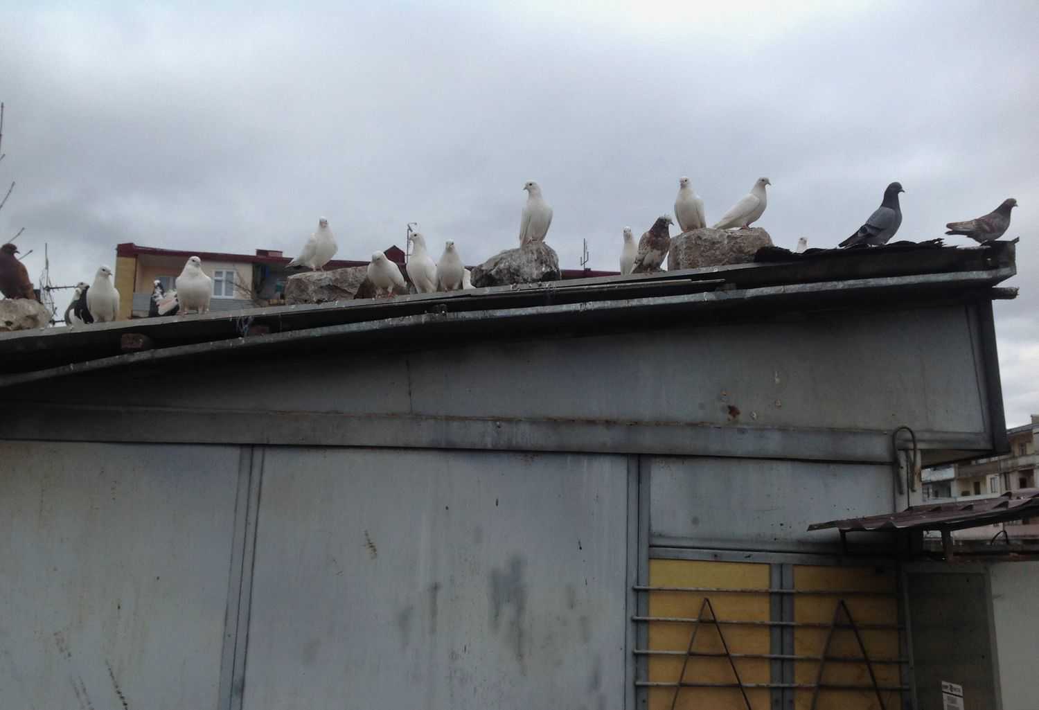 February in Stepanakert vladimir avanesyan - February in Stepanakert