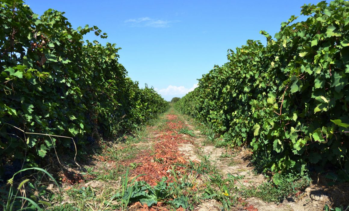 1 1160x700 - Vahē & Lucie Award 2021