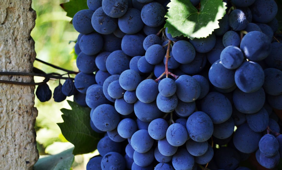 2 1160x700 - Vahē & Lucie Award 2021