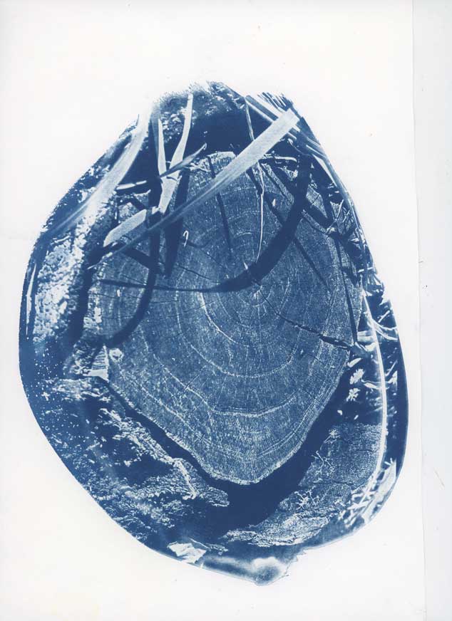 1 - Alternative Photography: Cyanotype