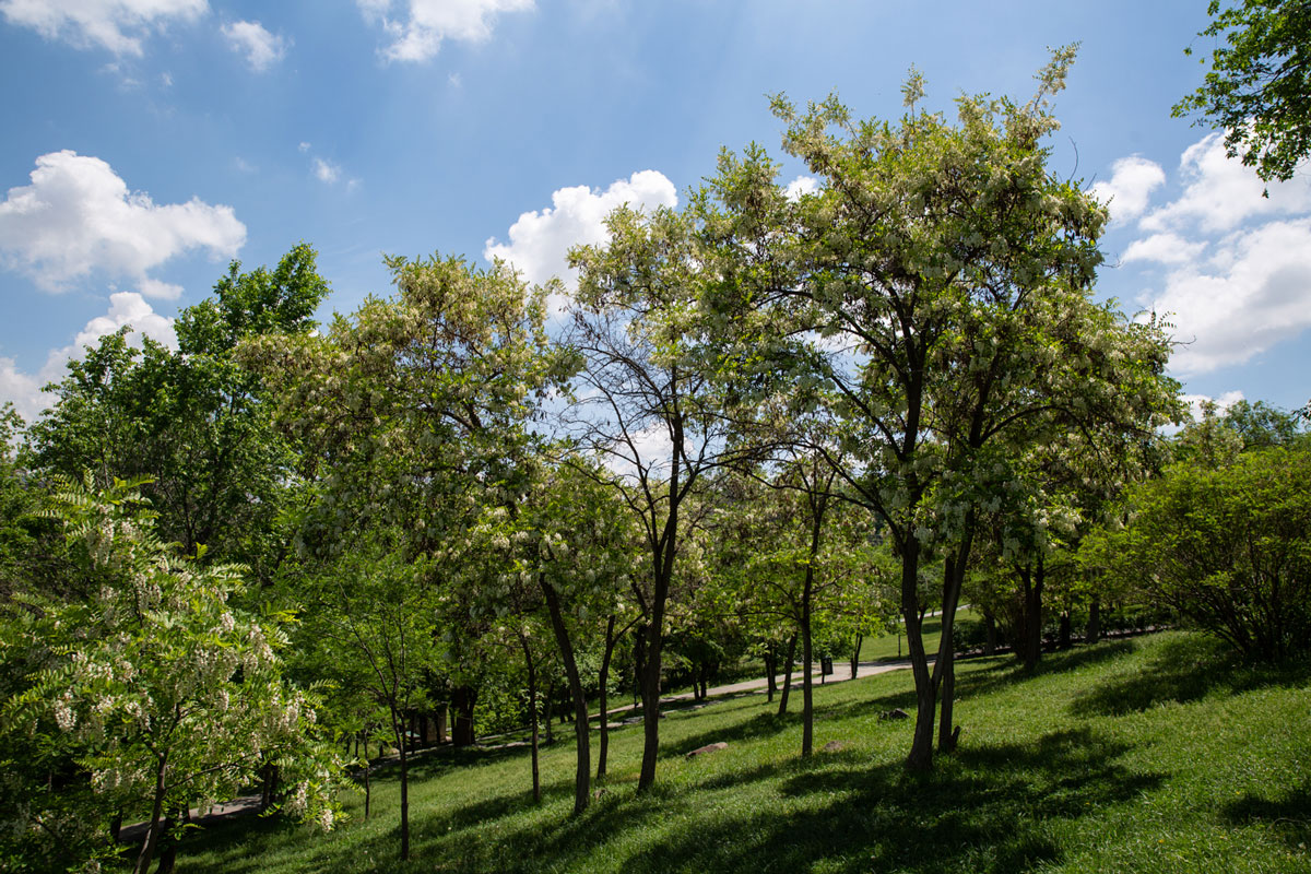 1 3 1 - Tumanyan Park in Full Bloom