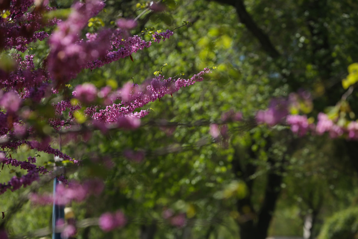 1 4 - Tumanyan Park in Full Bloom