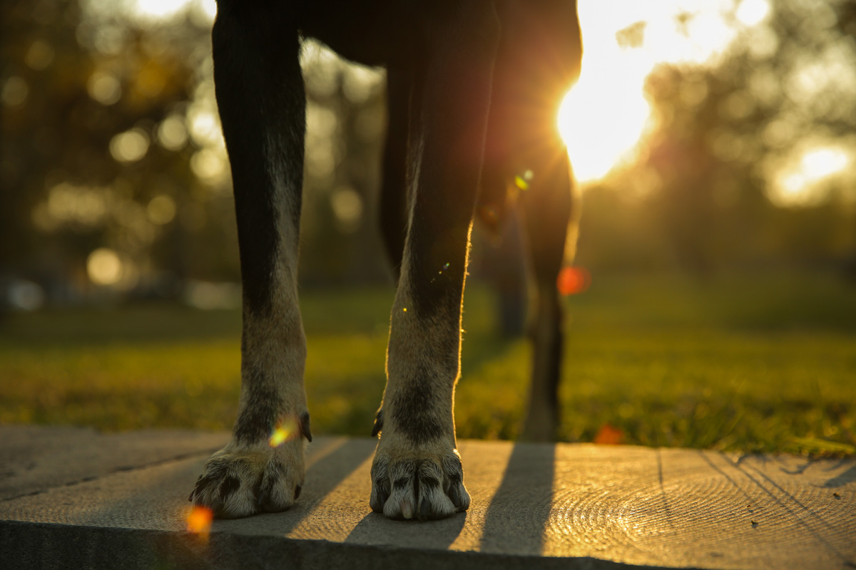 1 5 1 - Tumanyan Park in Full Bloom