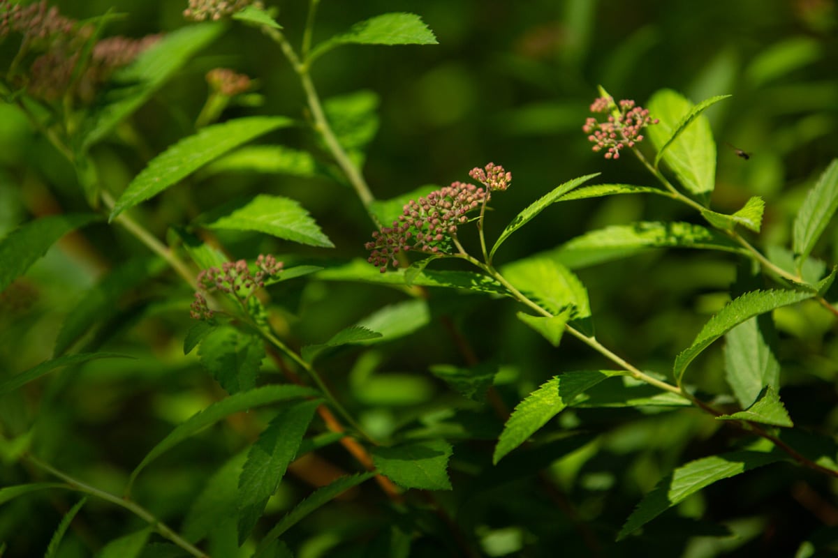 1 5 - Tumanyan Park in Full Bloom