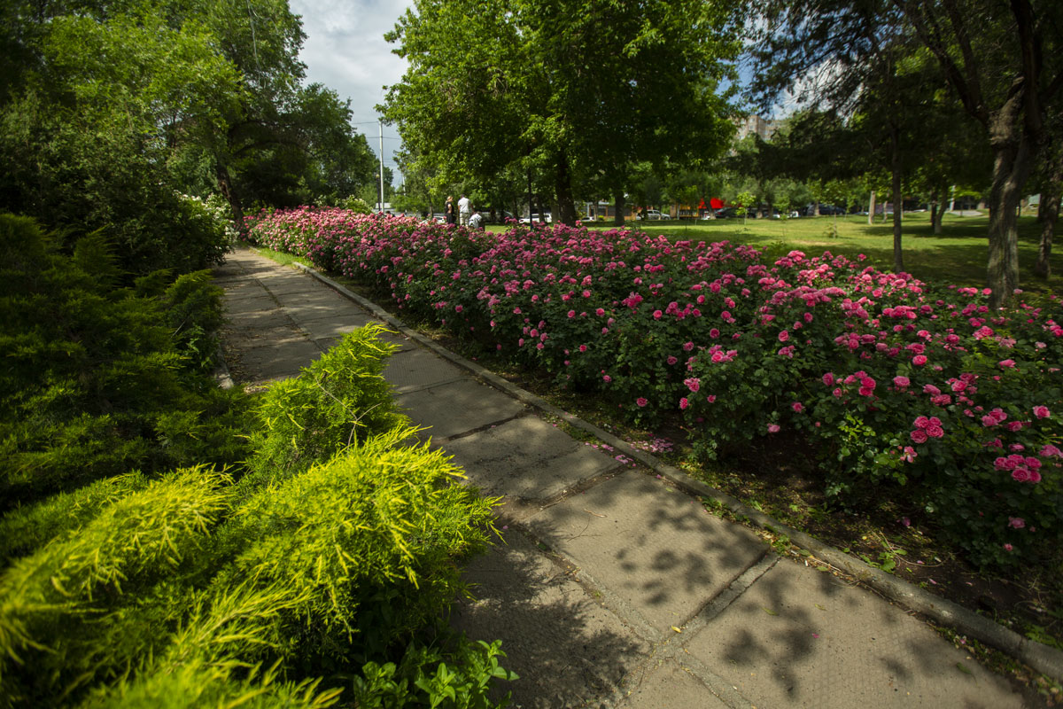 1 6 - Tumanyan Park in Full Bloom
