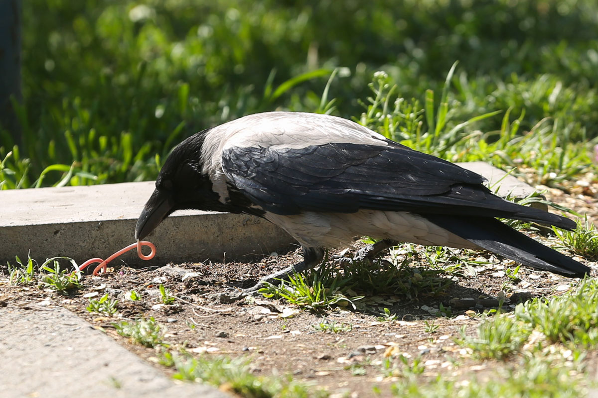 copy of img 2132 - Tumanyan Park in Full Bloom