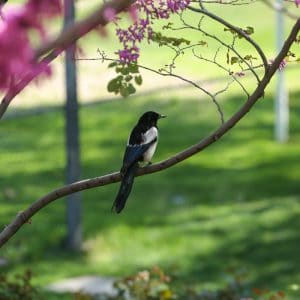 Tumanyan Park in Full Bloom