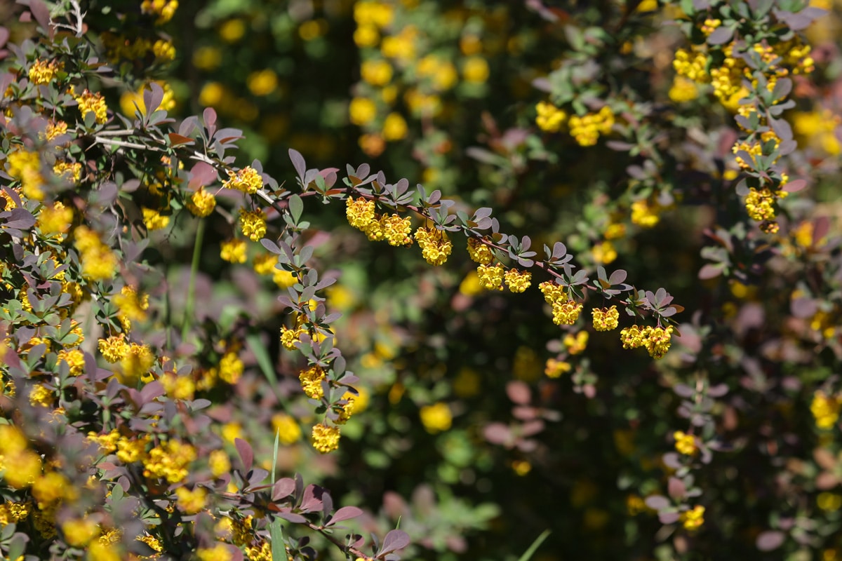 copy of img 2197 - Tumanyan Park in Full Bloom