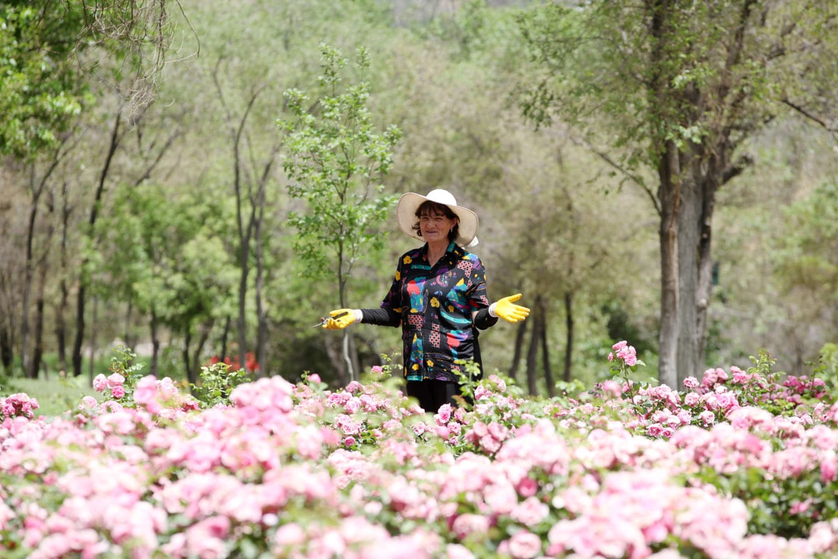 copy of img 5126 - Tumanyan Park in Full Bloom