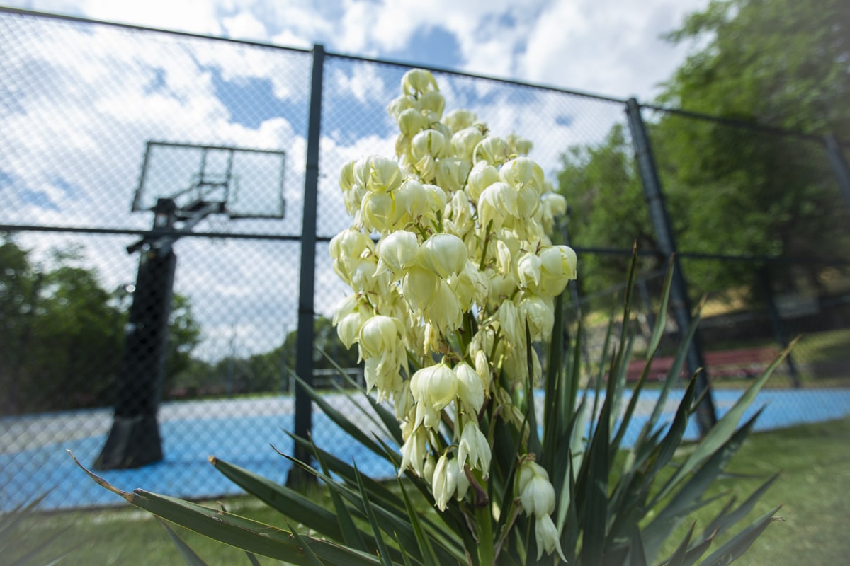 img 6277 - Tumanyan Park in Full Bloom