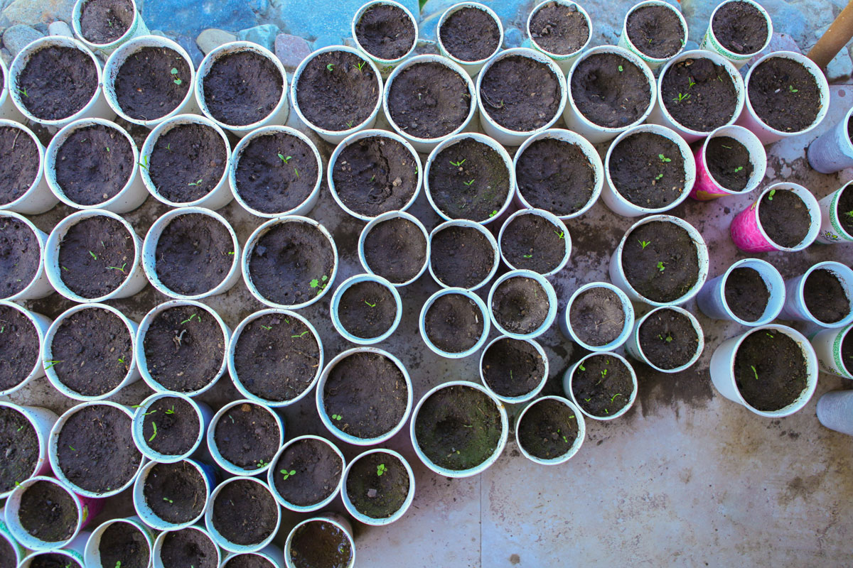 Lusine’s Movie: From Film to Agriculture, and Vanadzor to Spitak 1 5 1 - Lusine’s Movie: From Film to Agriculture, and Vanadzor to Spitak